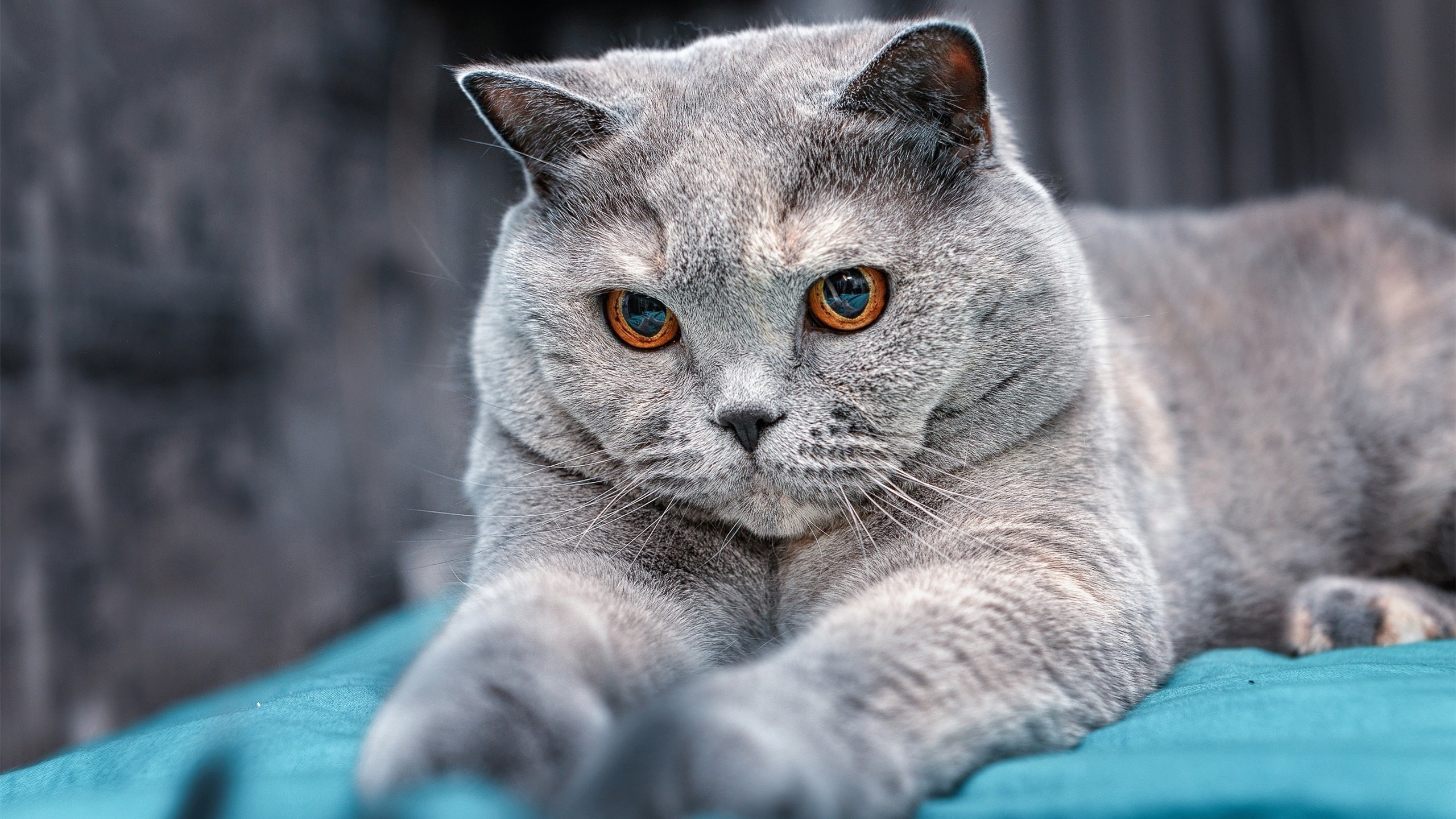 国王后场双星配合默契引专家关注,国王双冠通关攻略