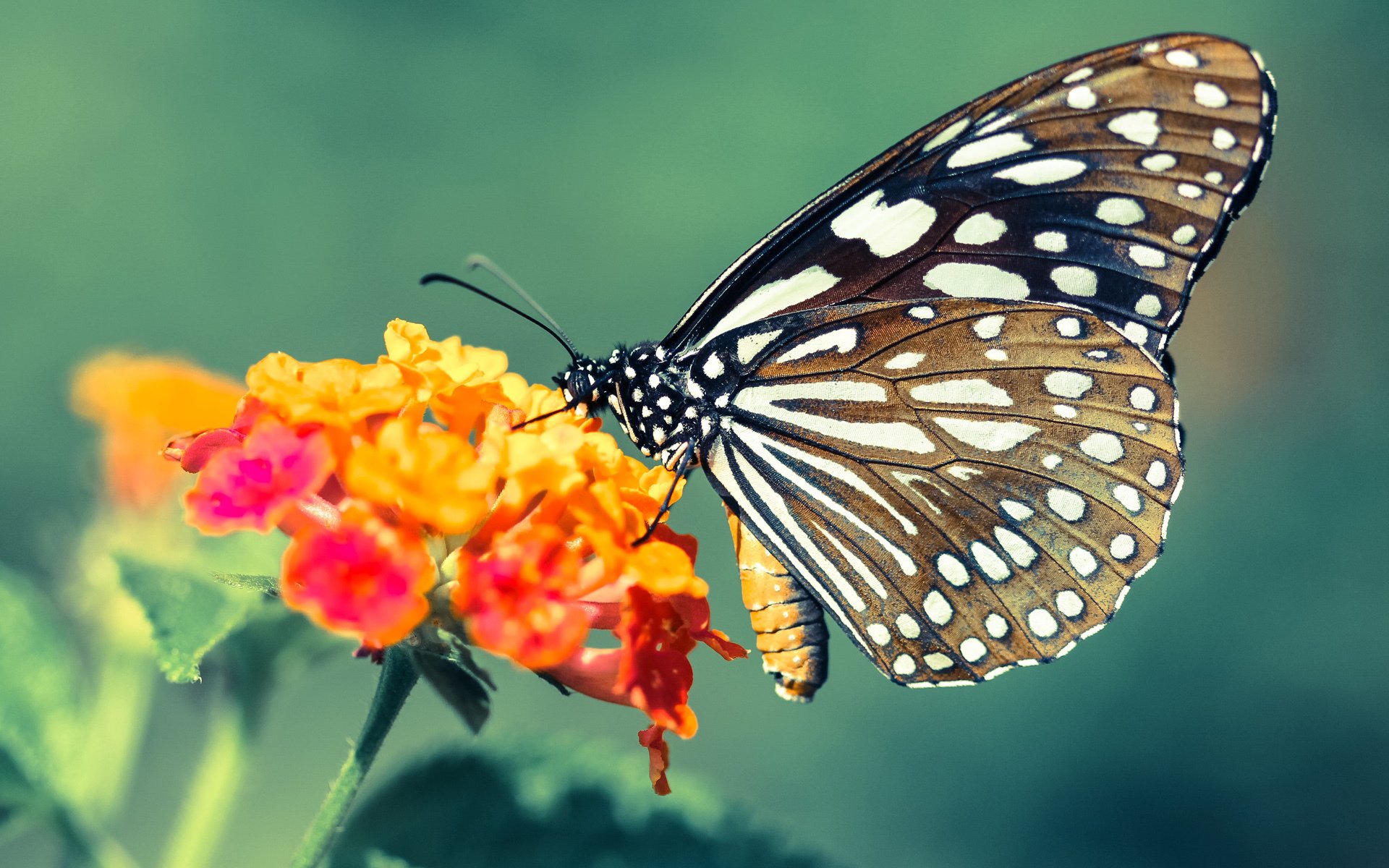 开云体育官方网站登陆-意甲快速反击：瞬间突破，场面惊艳！，意甲强吗