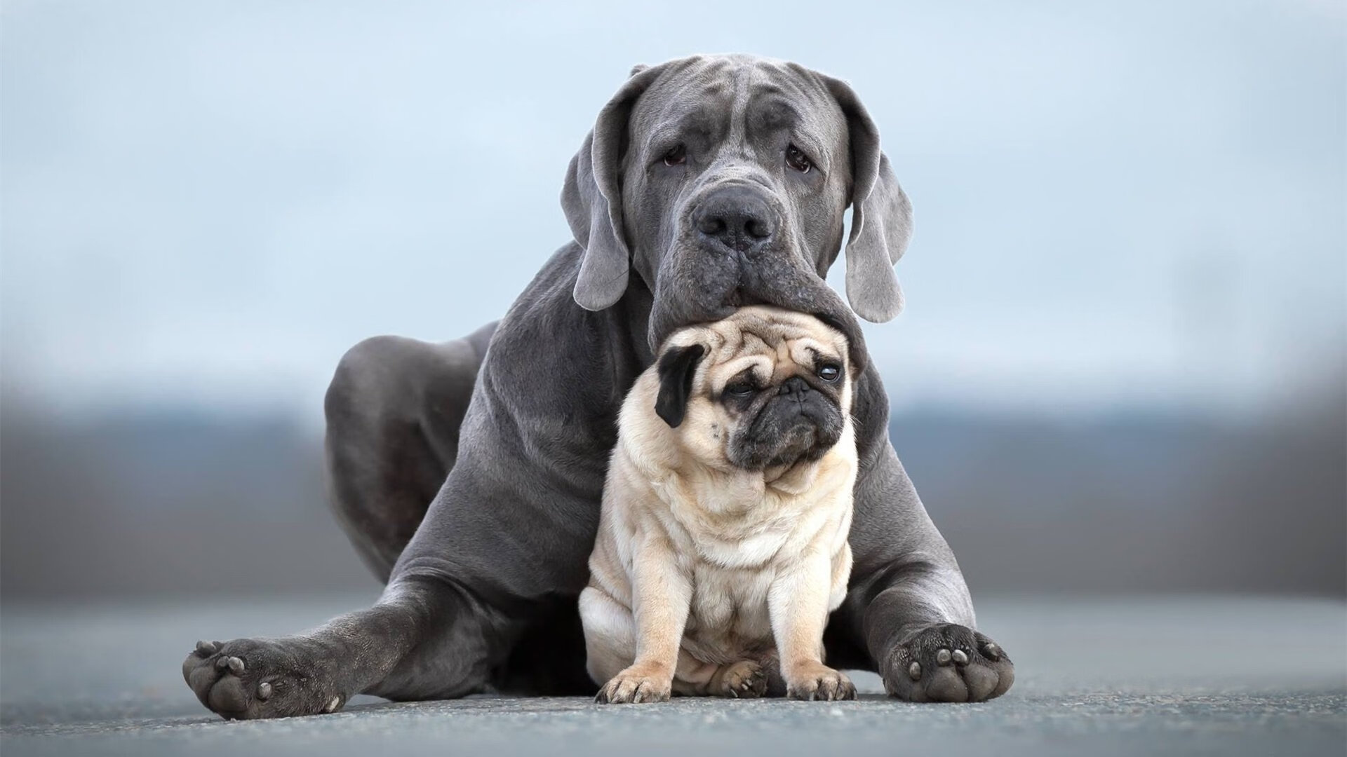 接力队伍虽然放弃100混接力,却专注短程组建,进行接力