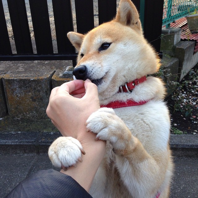 梅尔滕斯精准控速 打出战术泳范本,梅尔滕斯男友